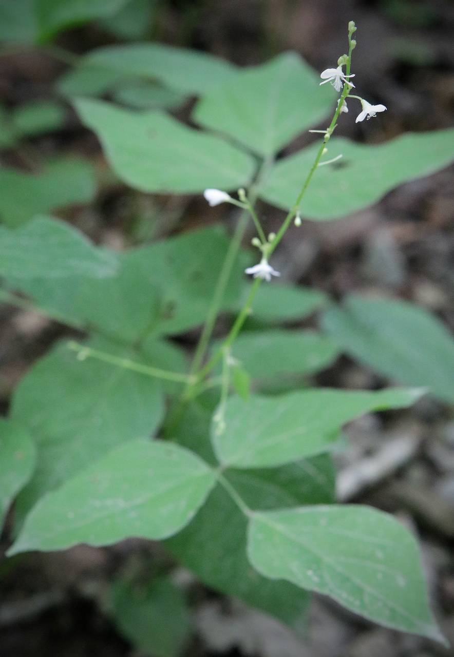 Photo of Few-Flowered Tick Trefoil