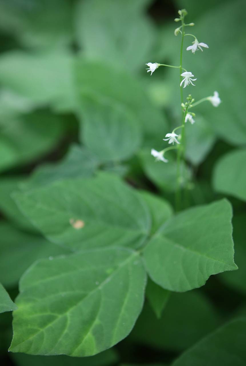 Photo of Few-Flowered Tick Trefoil