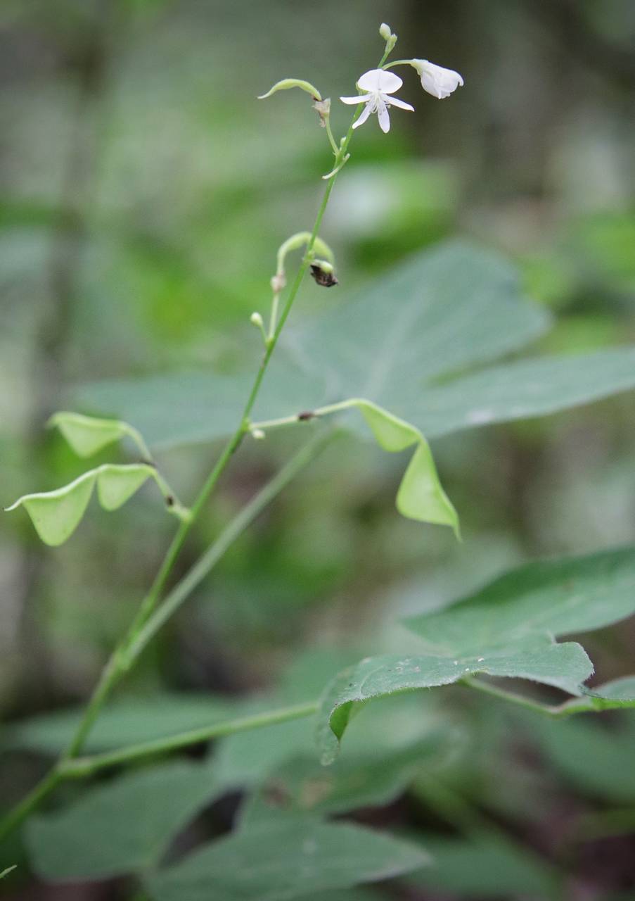 Photo of Few-Flowered Tick Trefoil