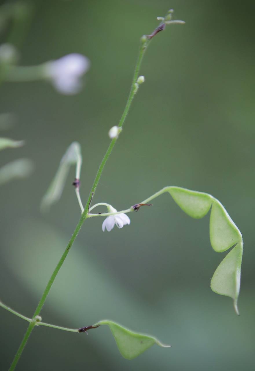 Photo of Few-Flowered Tick Trefoil