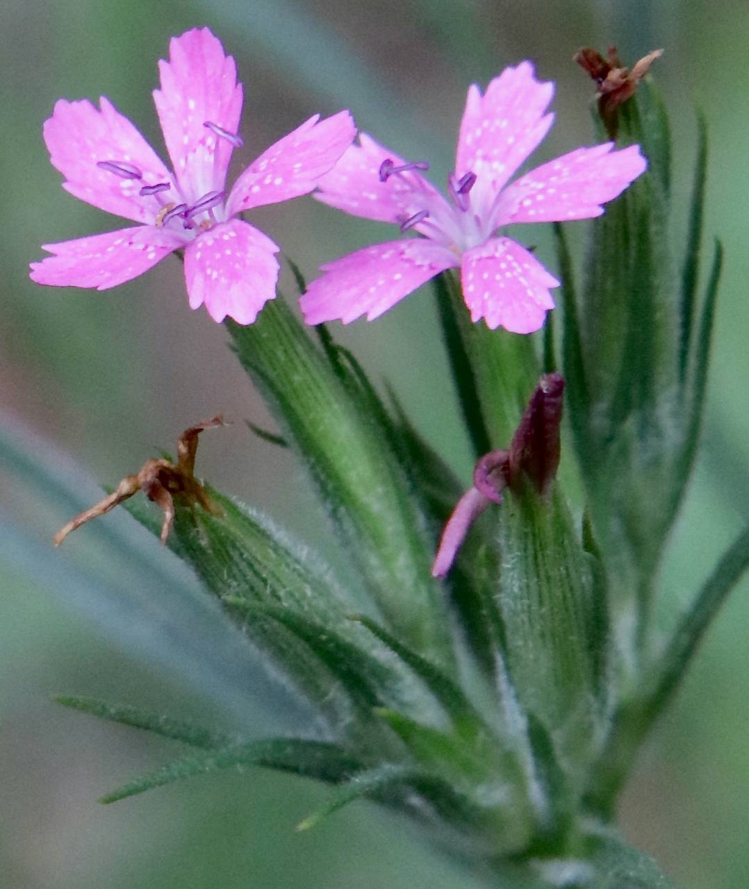 Photo of Deptford Pink