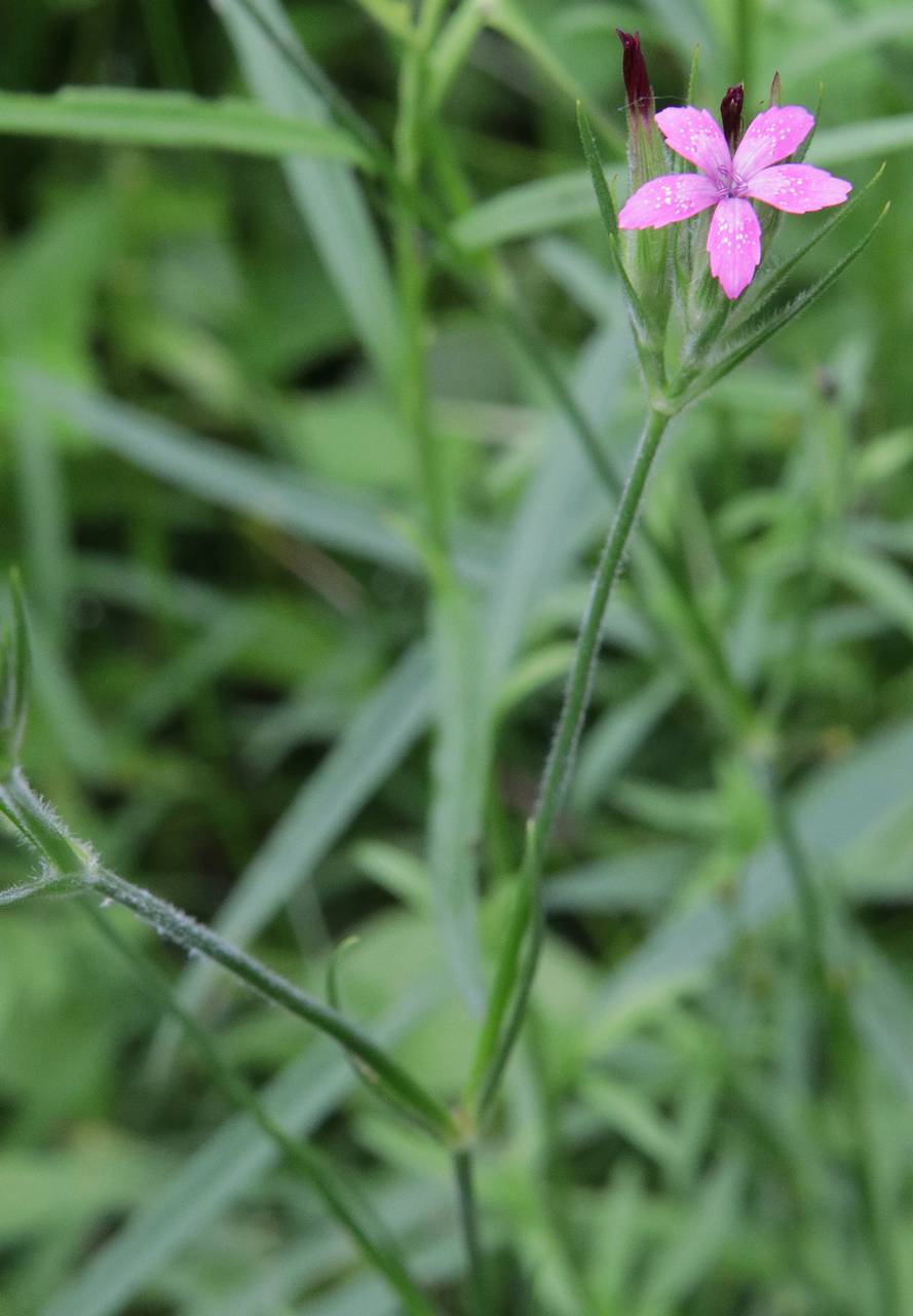 Photo of Deptford Pink