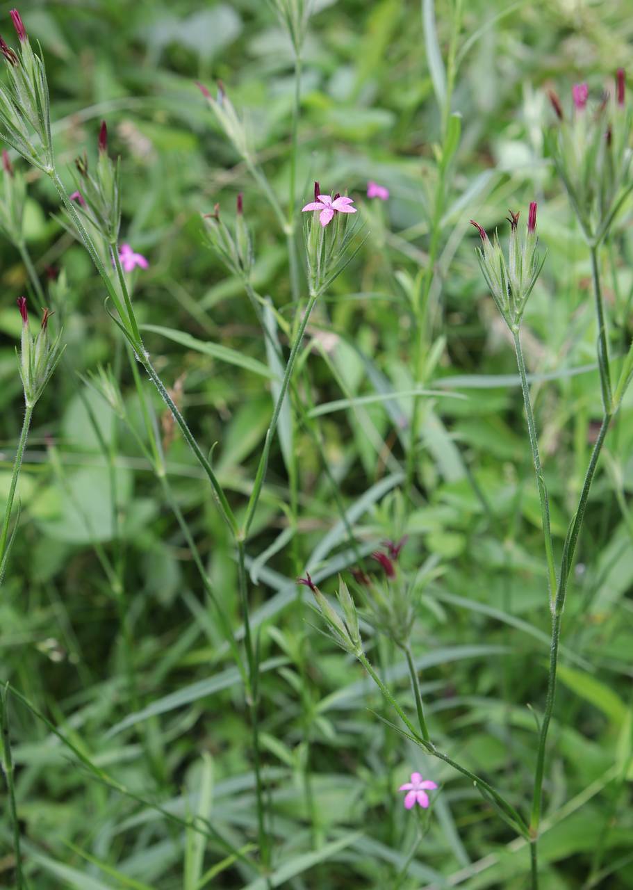 Photo of Deptford Pink