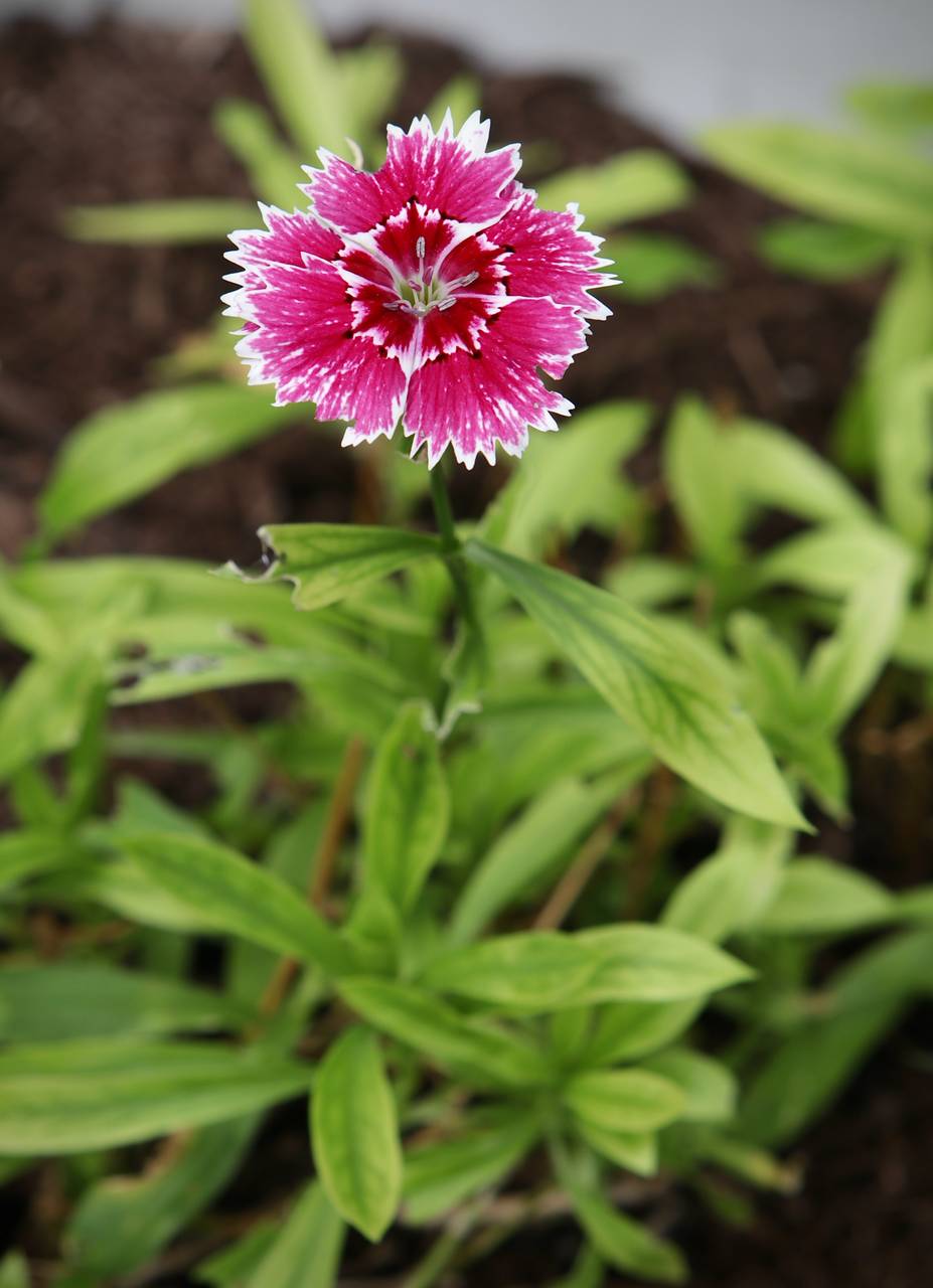 Photo of Sweet-William