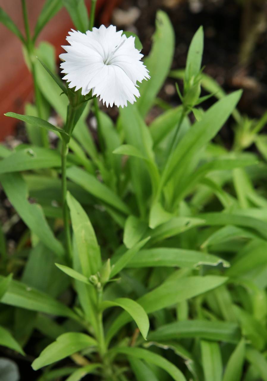 Photo of Sweet-William