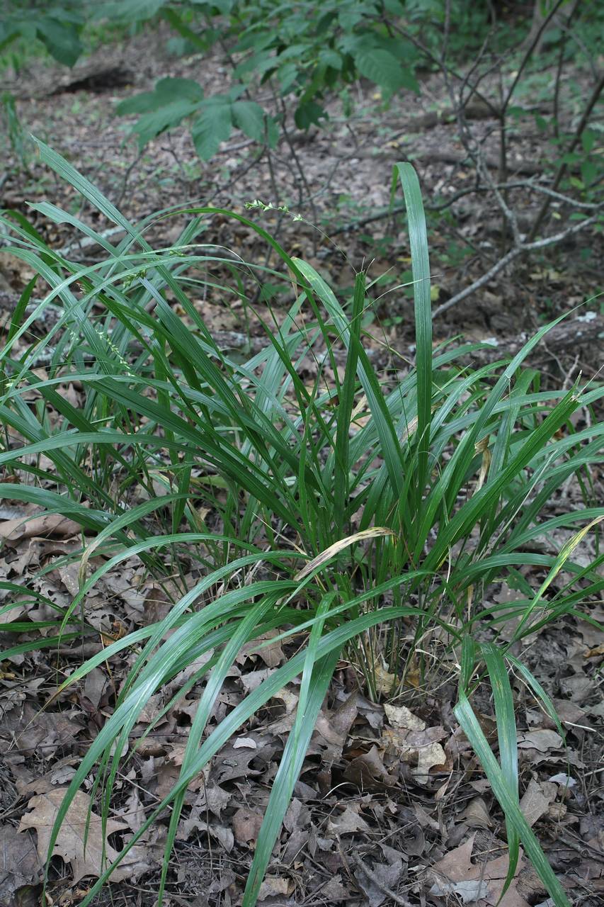 Photo of American Beak Grass
