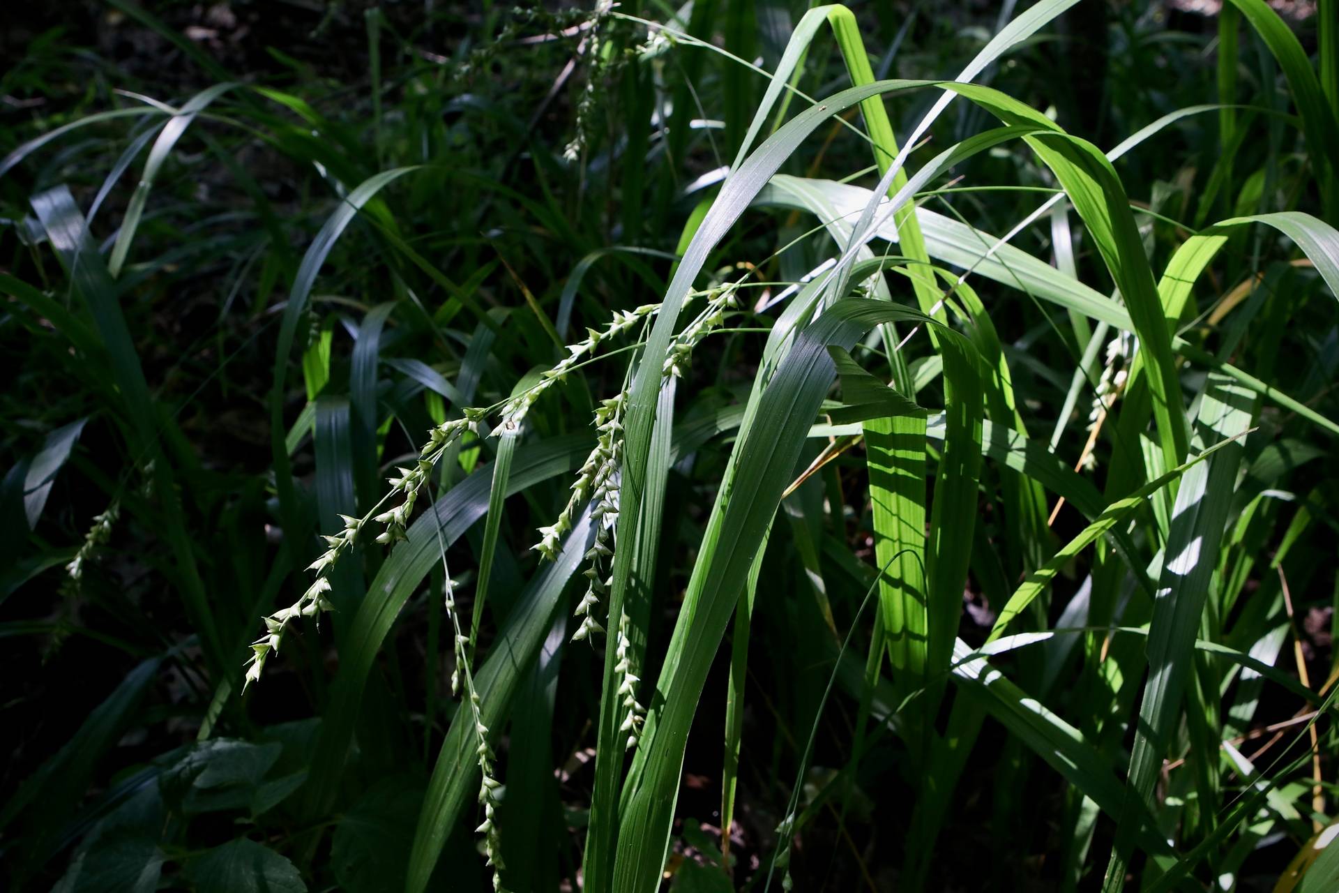 Photo of American Beak Grass