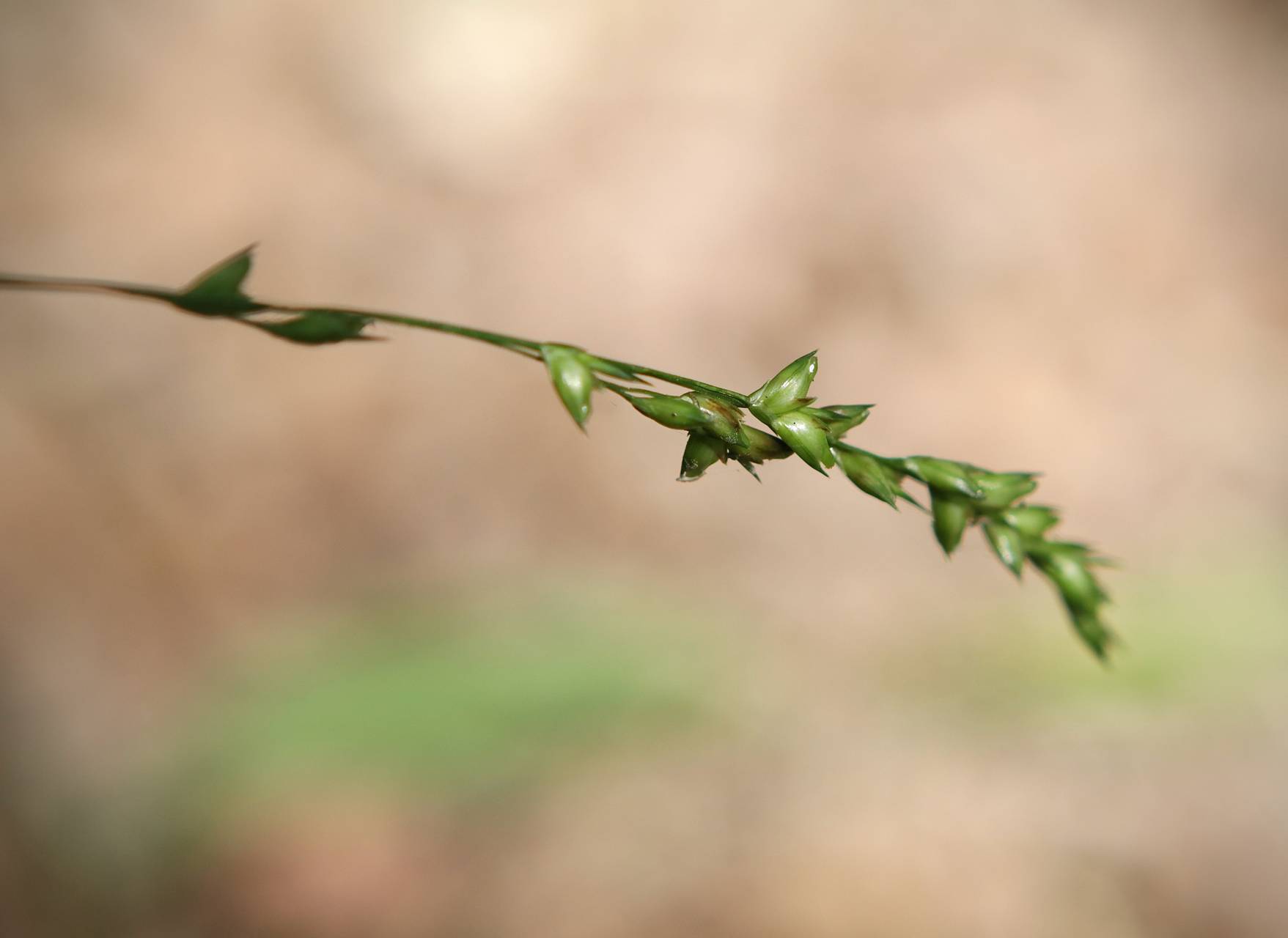 Photo of American Beak Grass
