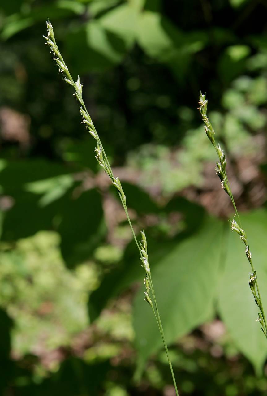 Photo of American Beak Grass