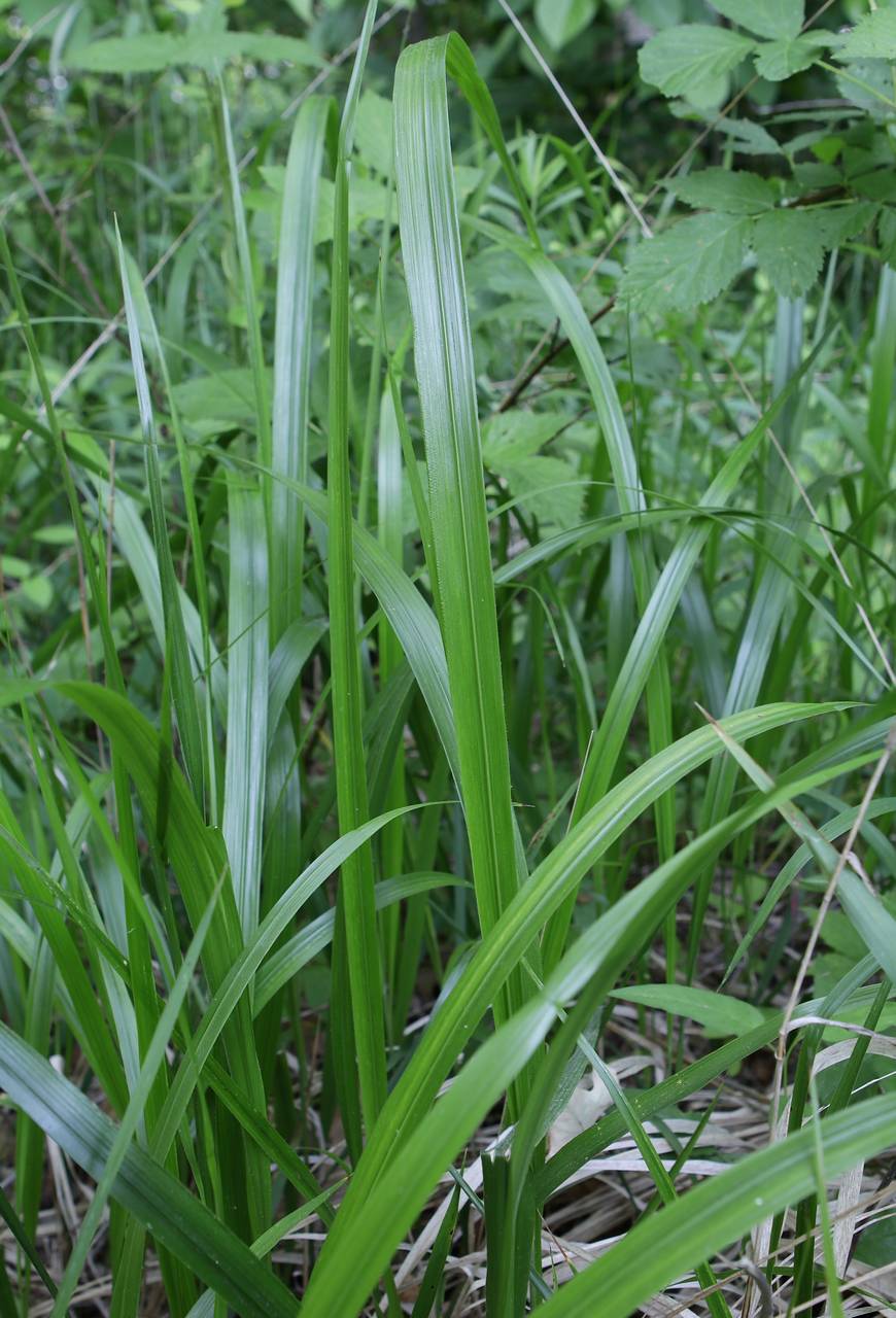 Photo of American Beak Grass