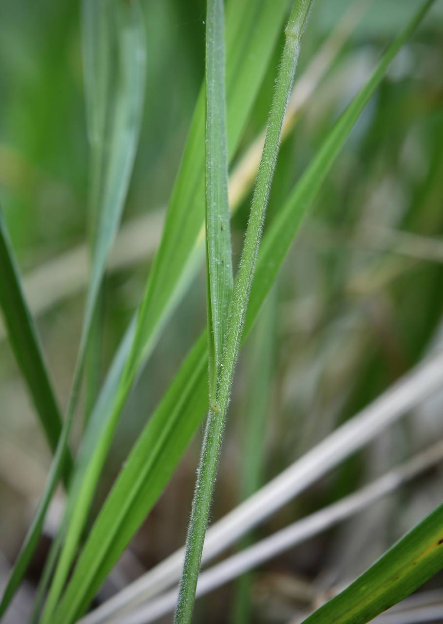 Photo of American Beak Grass
