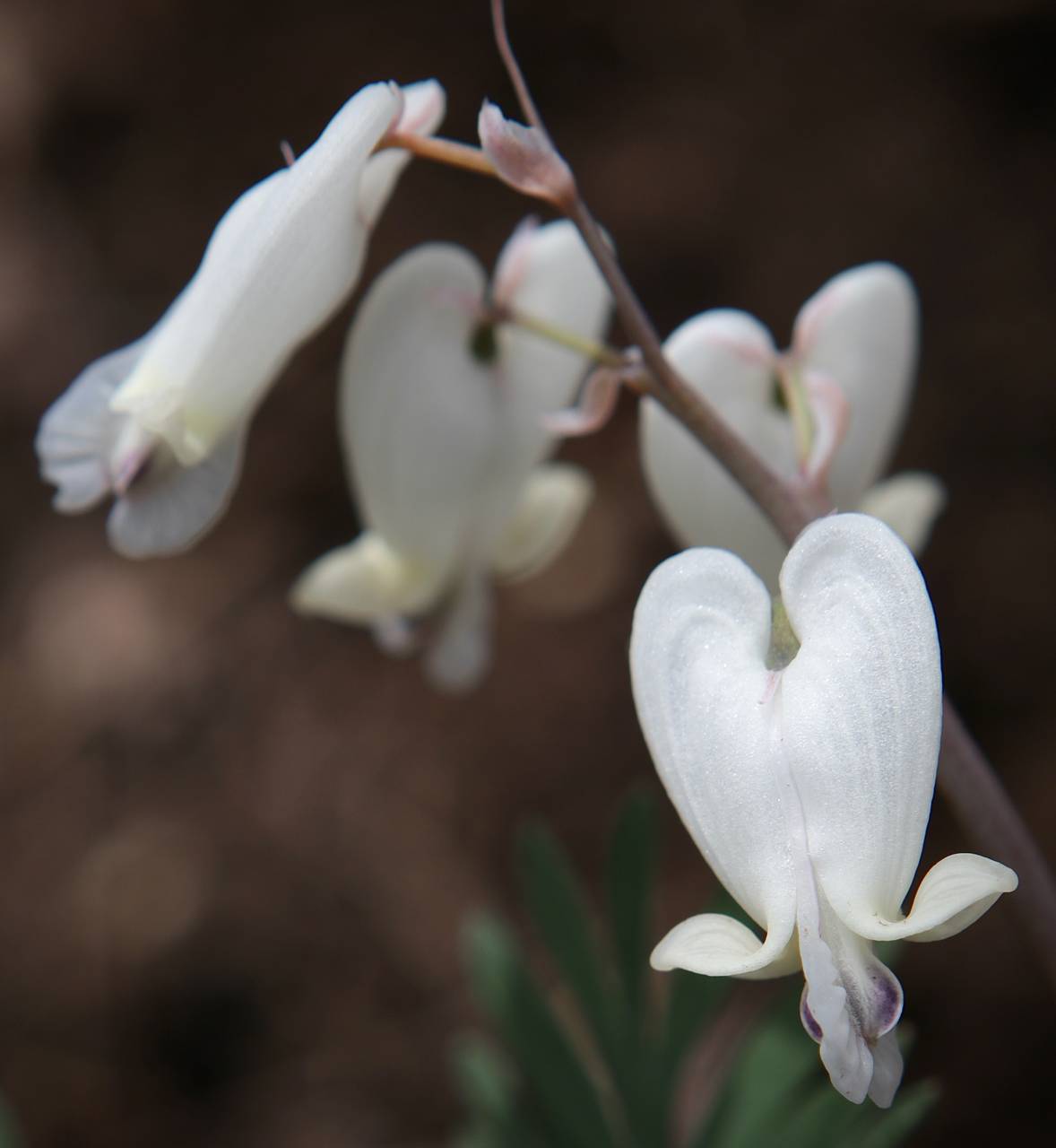 Photo of Squirrel Corn