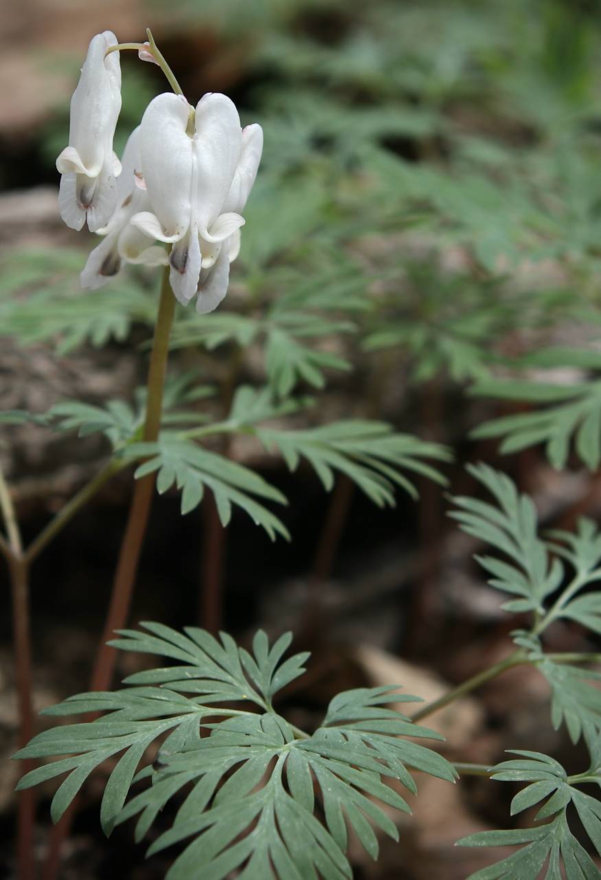 Photo of Squirrel Corn