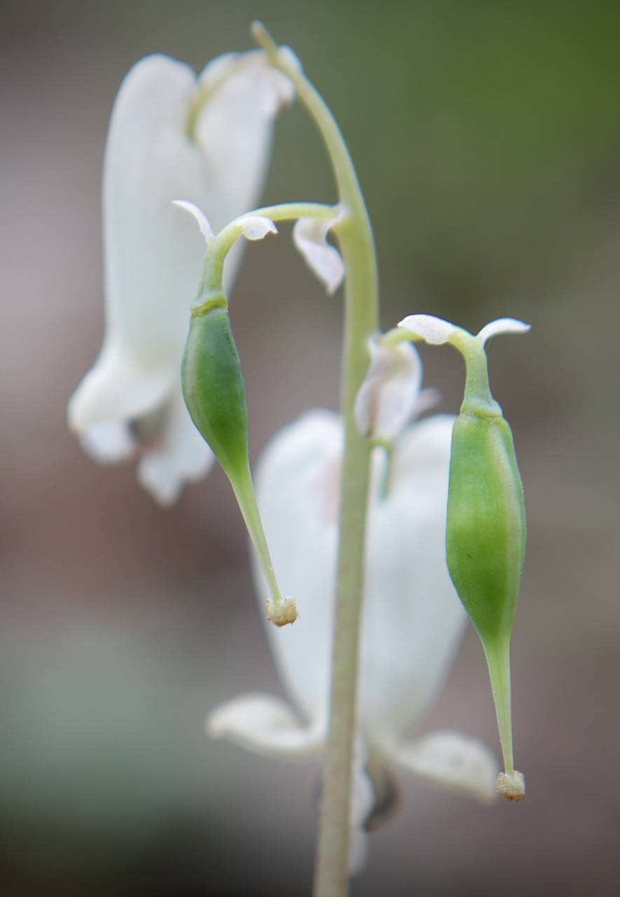 Photo of Squirrel Corn