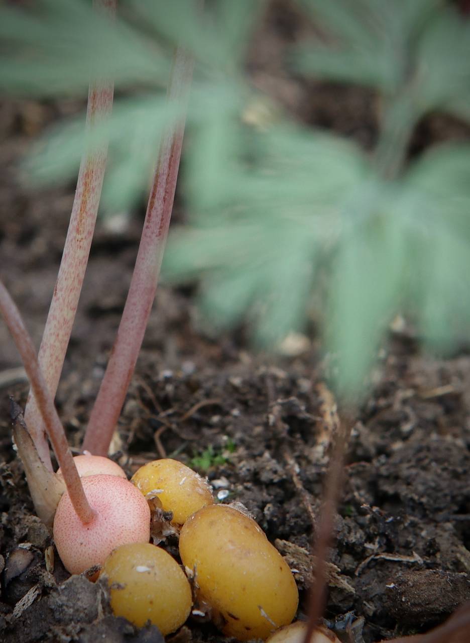 Photo of Squirrel Corn