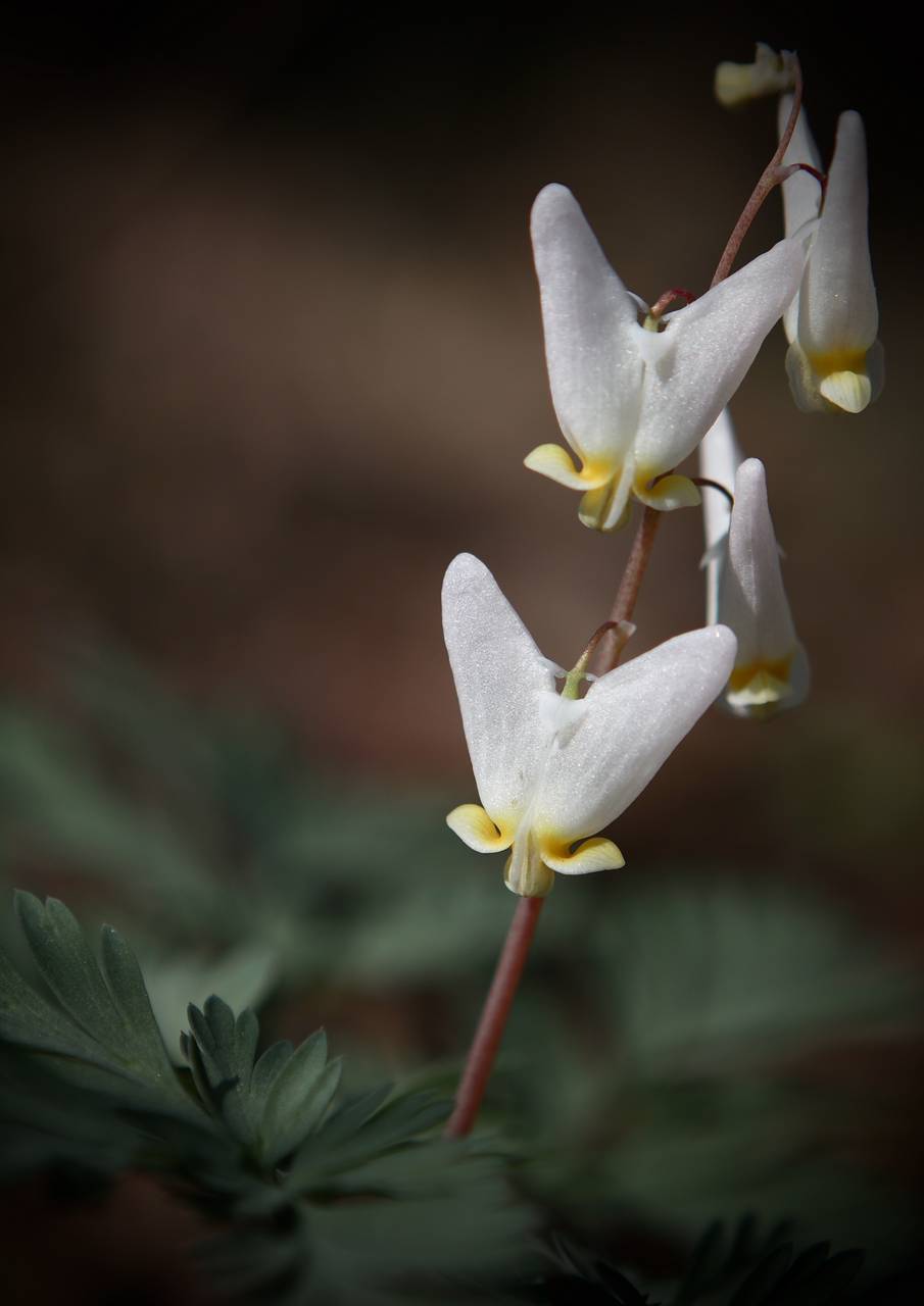 Photo of Dutchman's Breeches