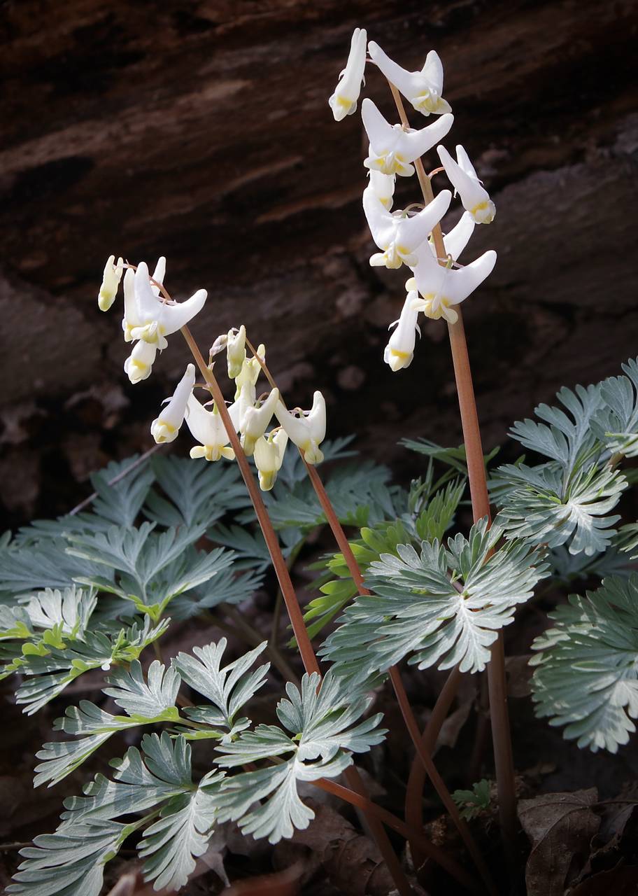 Photo of Dutchman's Breeches