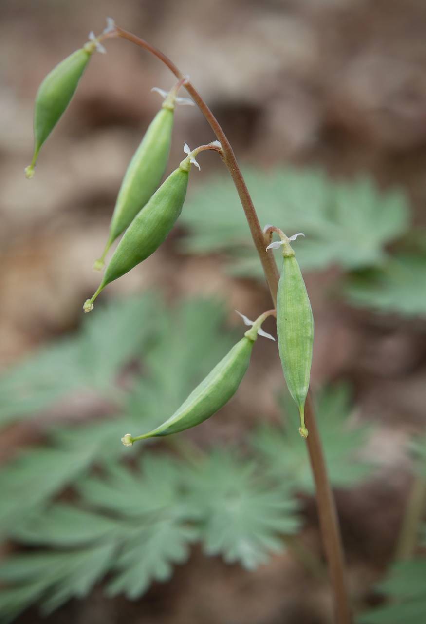 Photo of Dutchman's Breeches