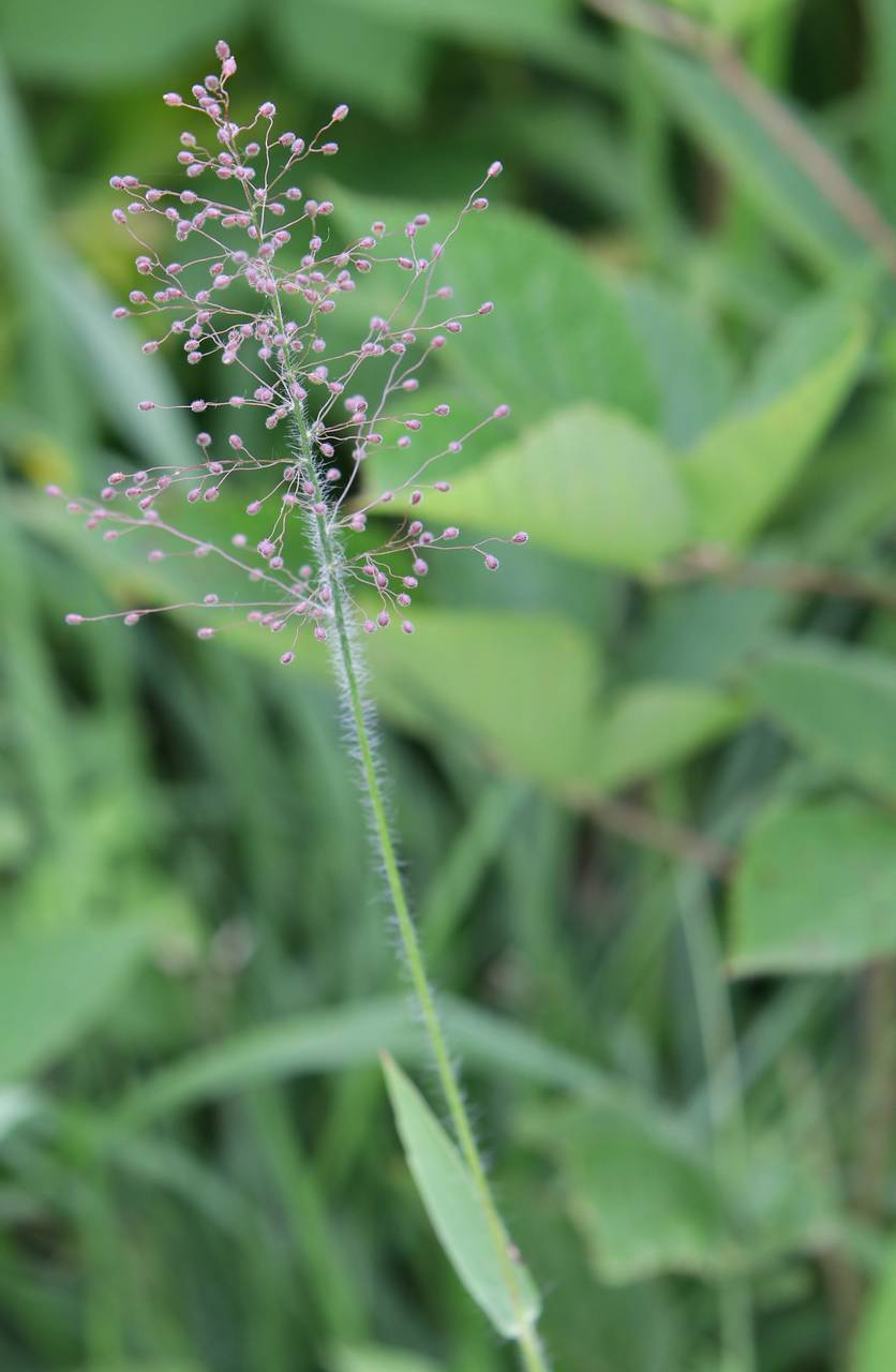 Photo of Woolly Panic Grass