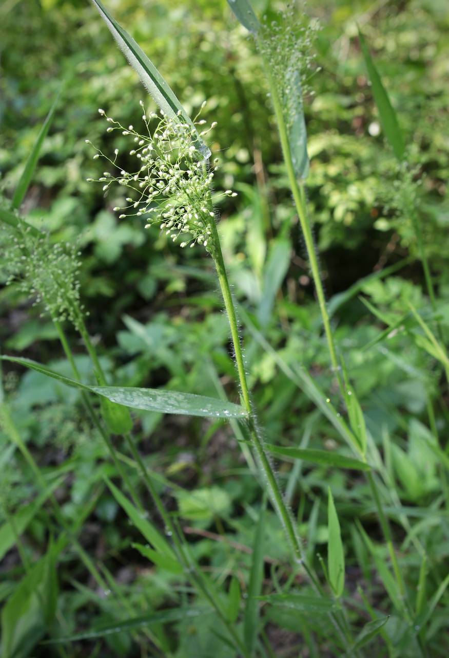 Photo of Woolly Panic Grass