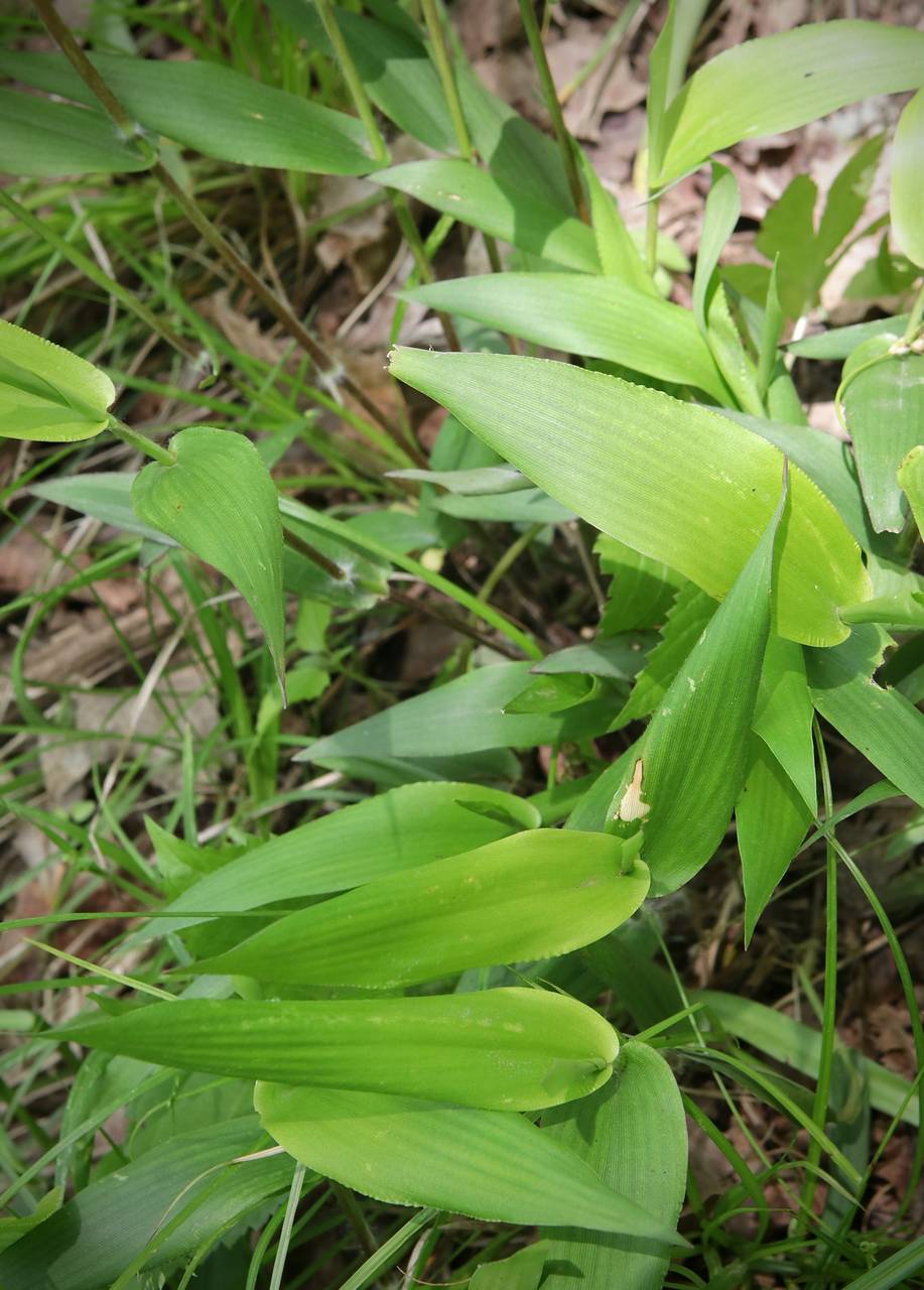 Photo of Bosc's Panicgrass