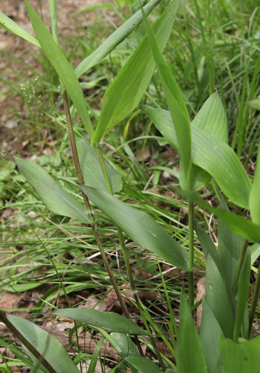 Photo of Bosc's Panicgrass