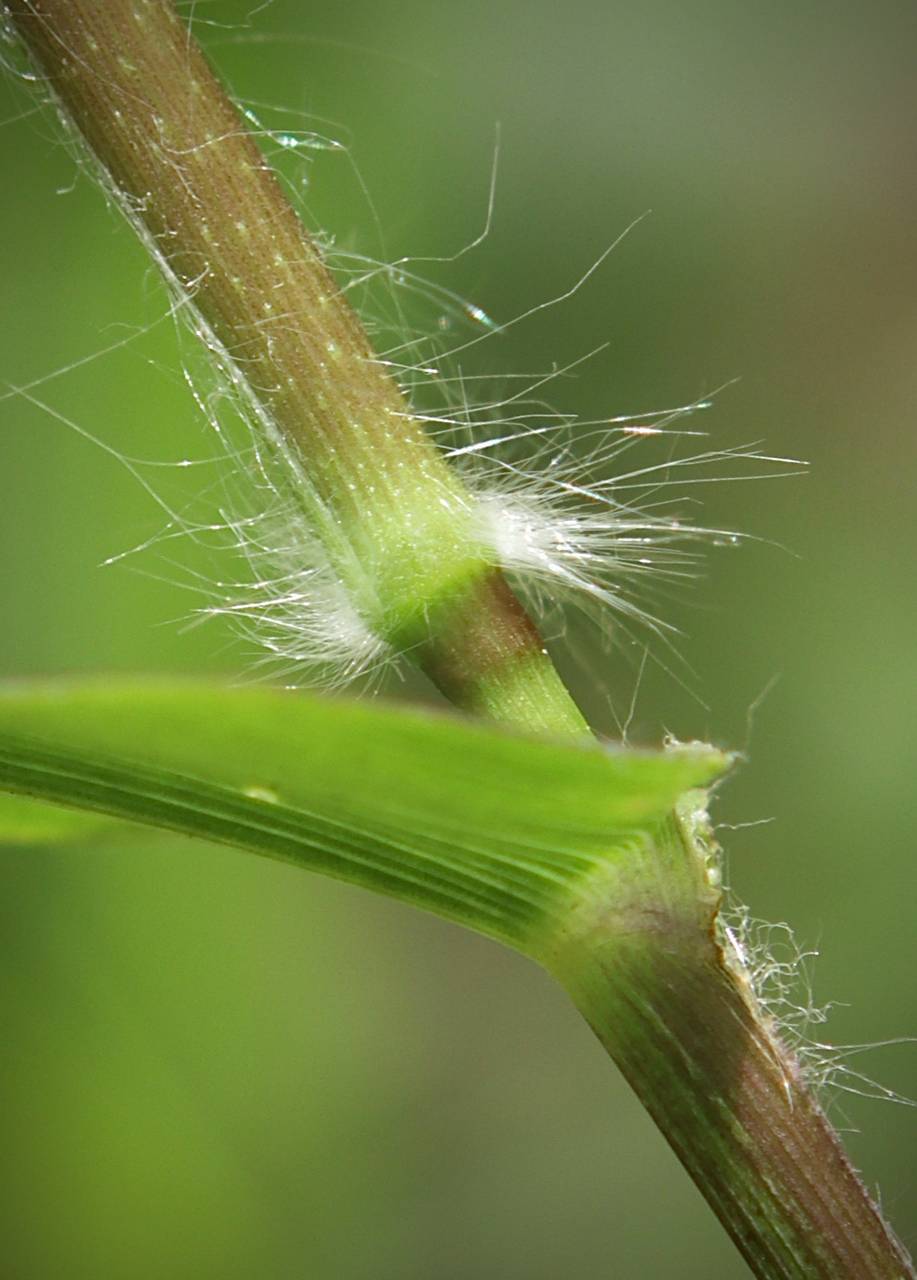 Photo of Bosc's Panicgrass