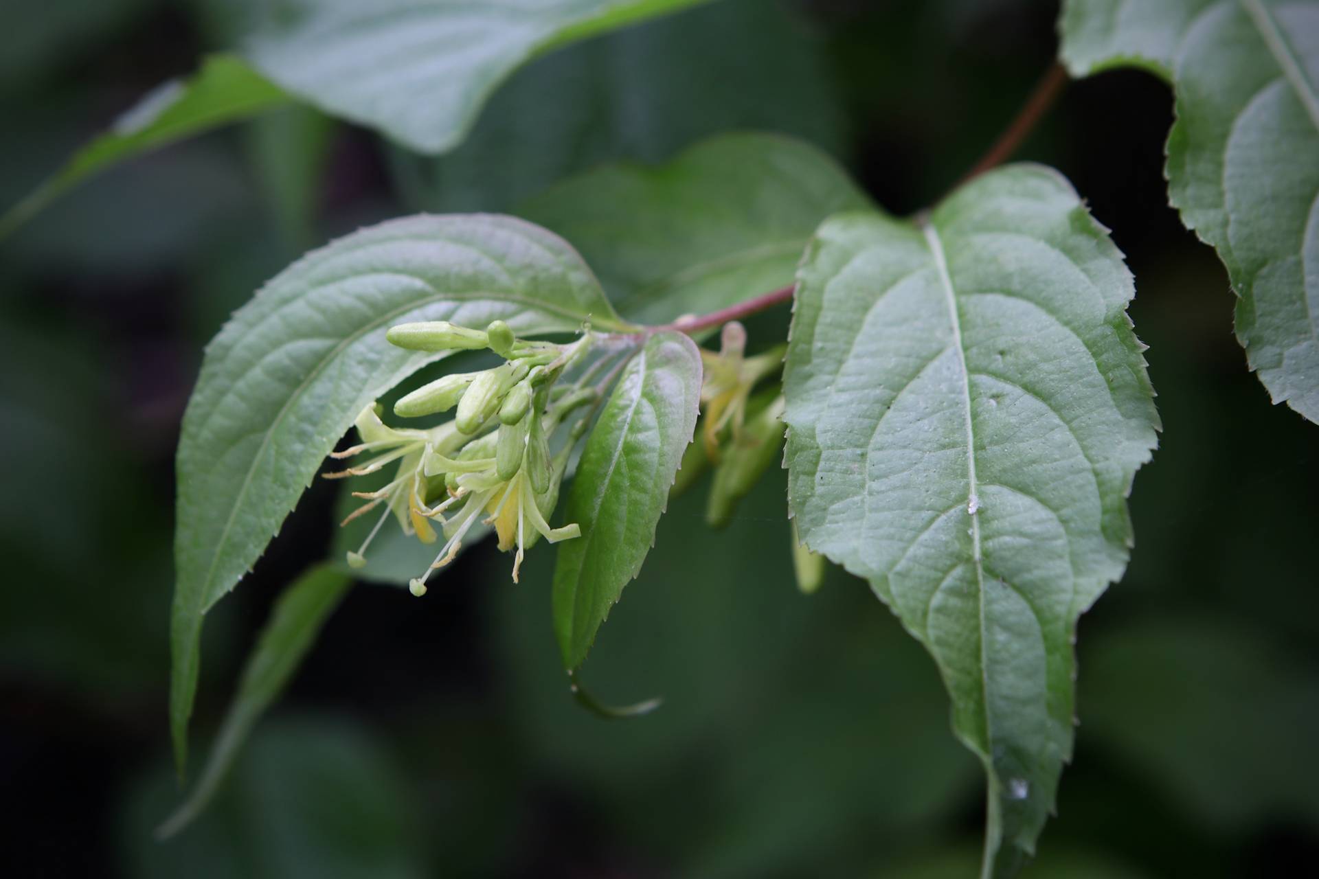 Photo of Northern Bush Honeysuckle