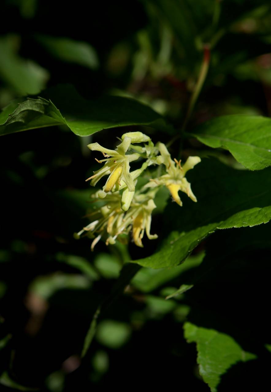 Photo of Northern Bush Honeysuckle