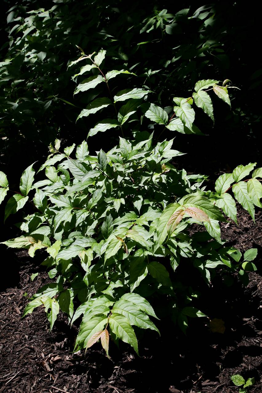 Photo of Northern Bush Honeysuckle