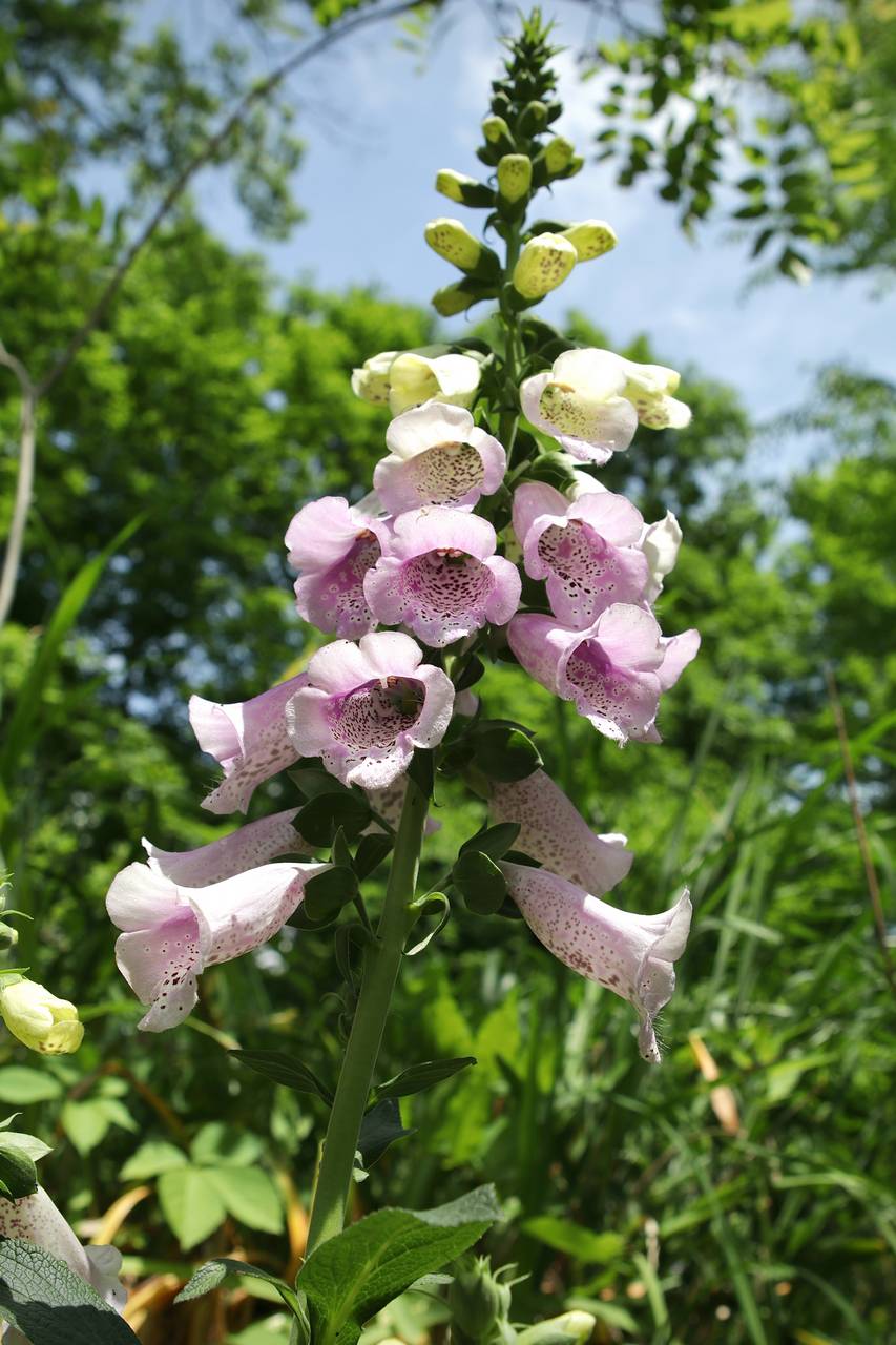 Photo of Purple Foxglove