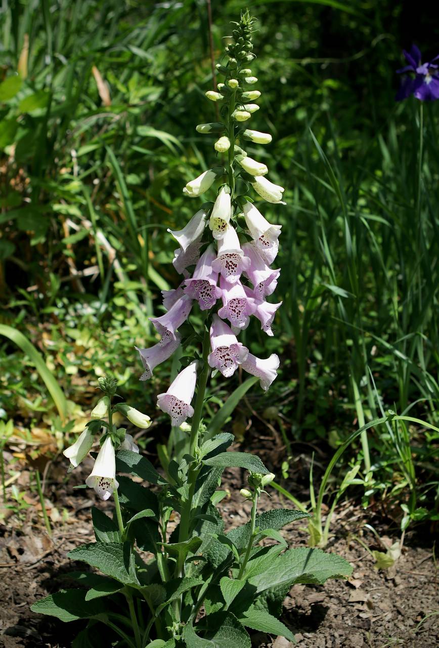 Photo of Purple Foxglove