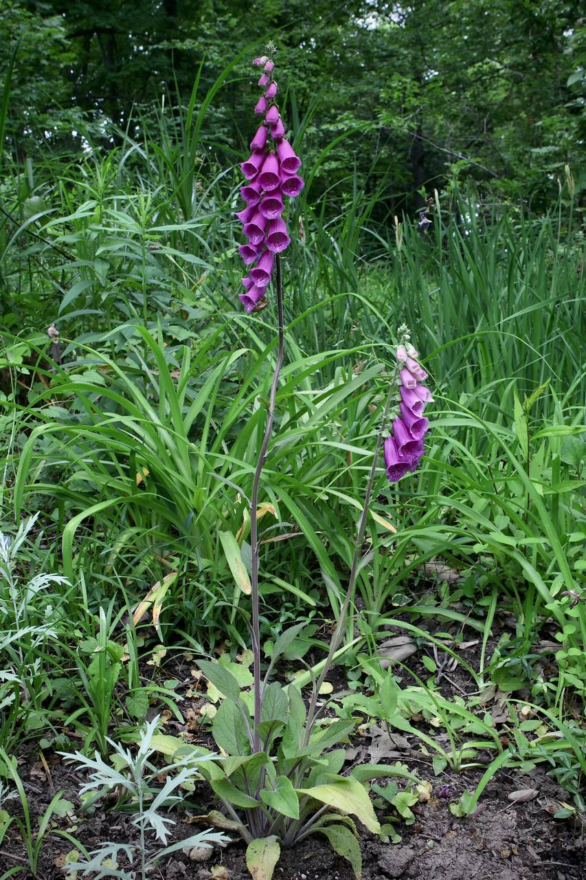 Photo of Purple Foxglove
