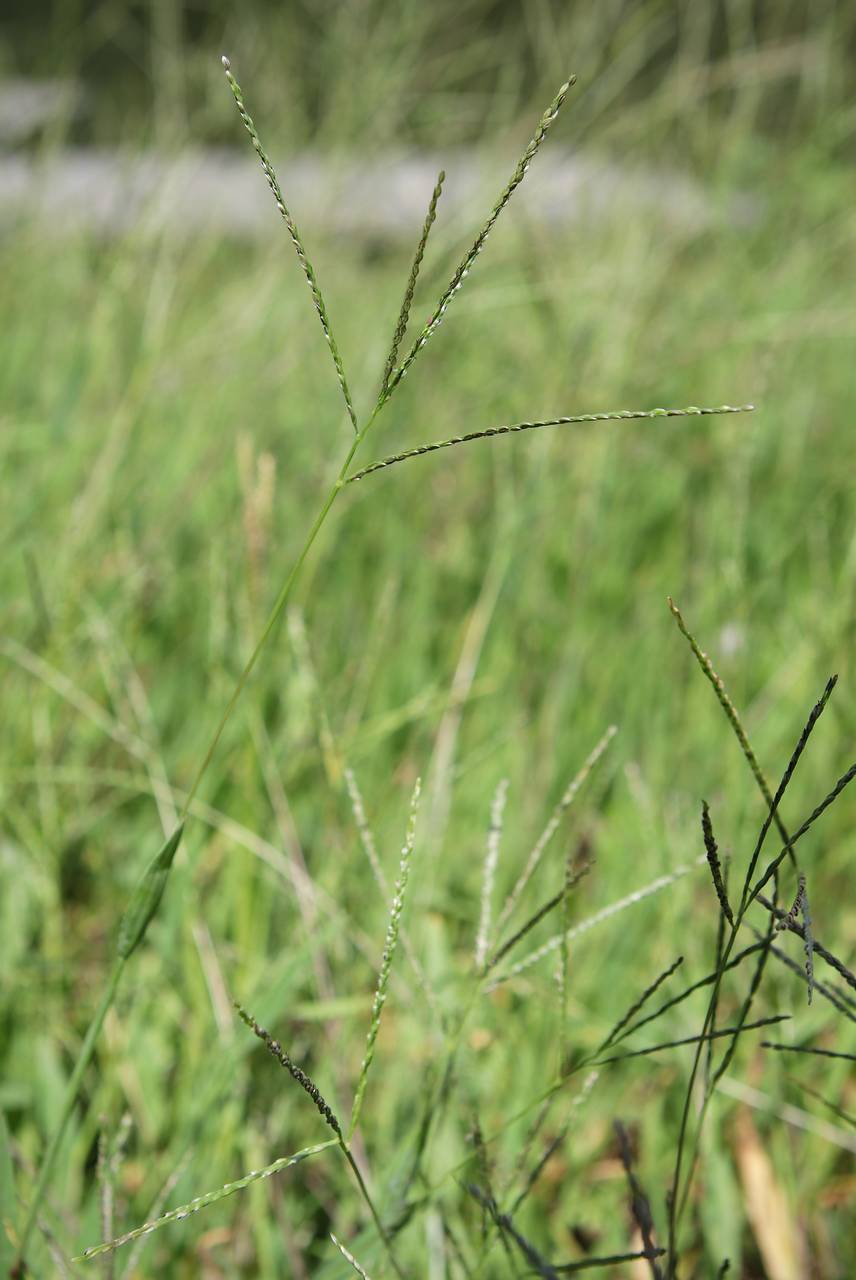 Photo of Smooth Crabgrass