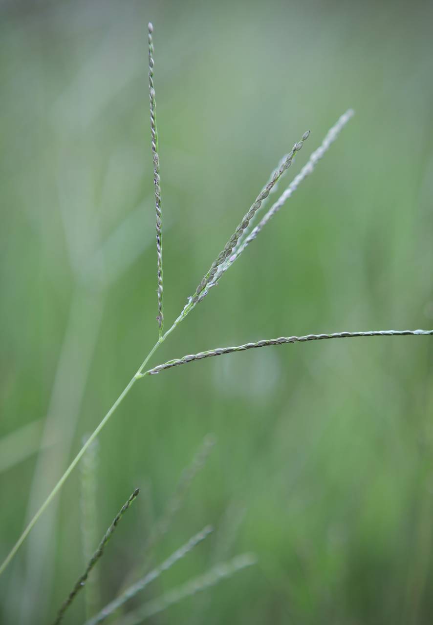 Photo of Smooth Crabgrass