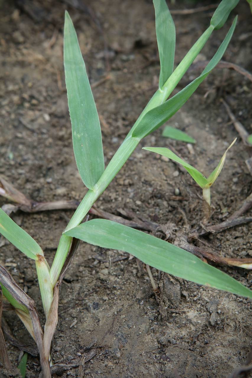Photo of Smooth Crabgrass