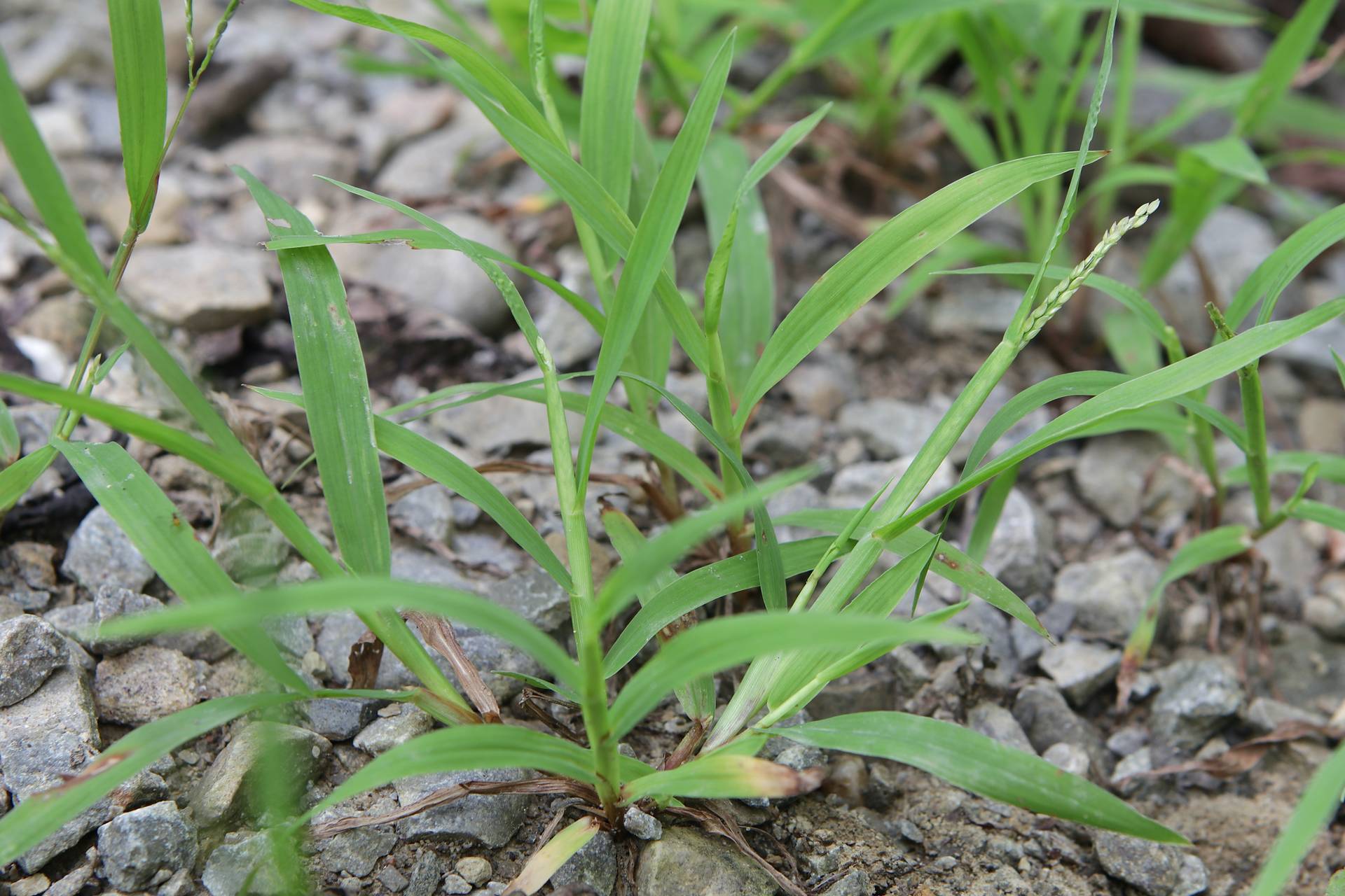 Photo of Smooth Crabgrass