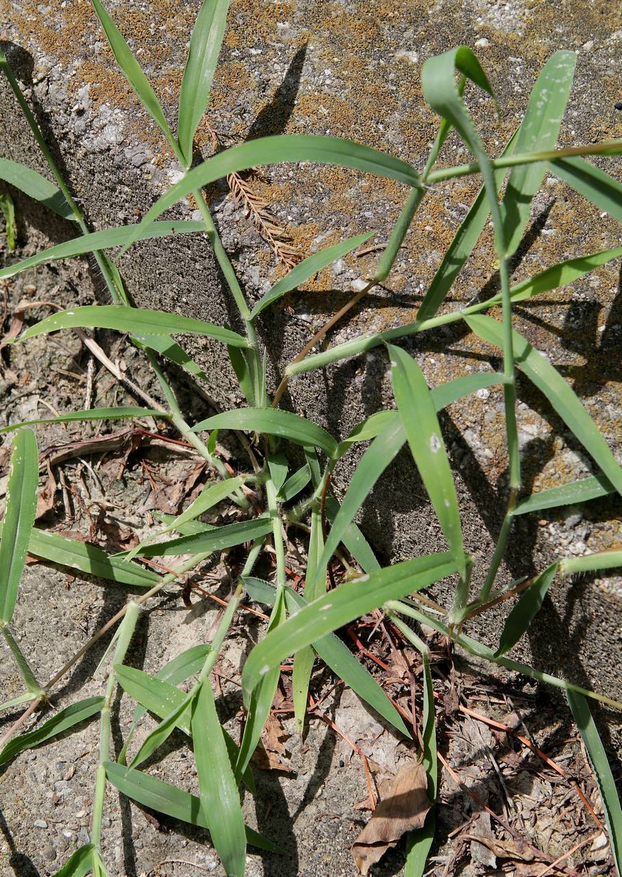 Photo of Hairy Crabgrass