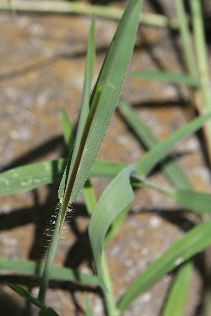 Photo of Hairy Crabgrass