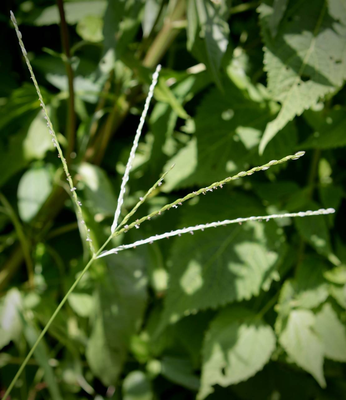 Photo of Hairy Crabgrass