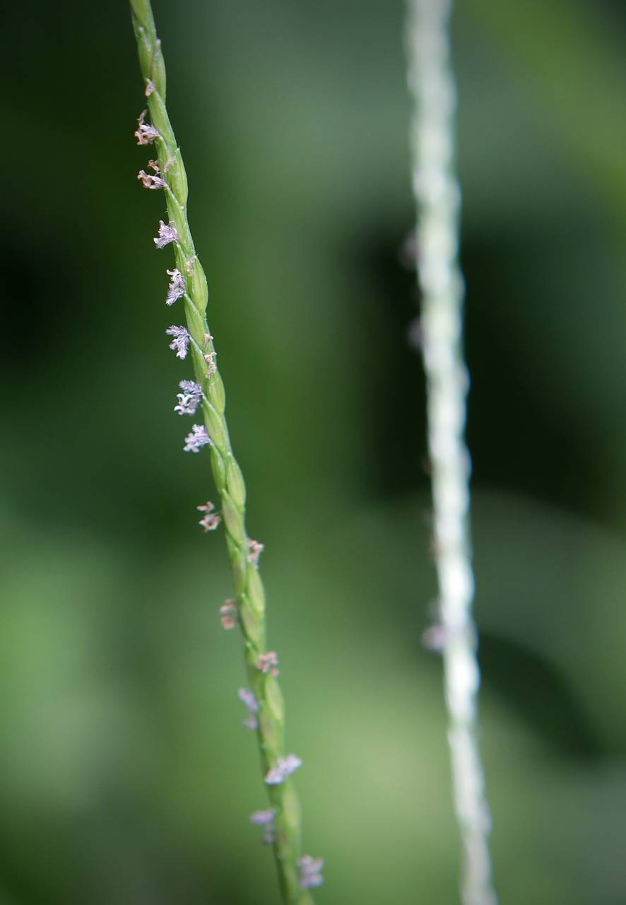Photo of Hairy Crabgrass