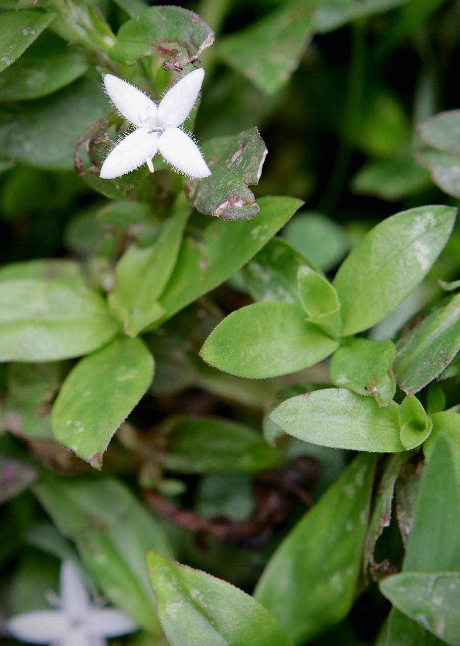 Photo of Virginia Buttonweed