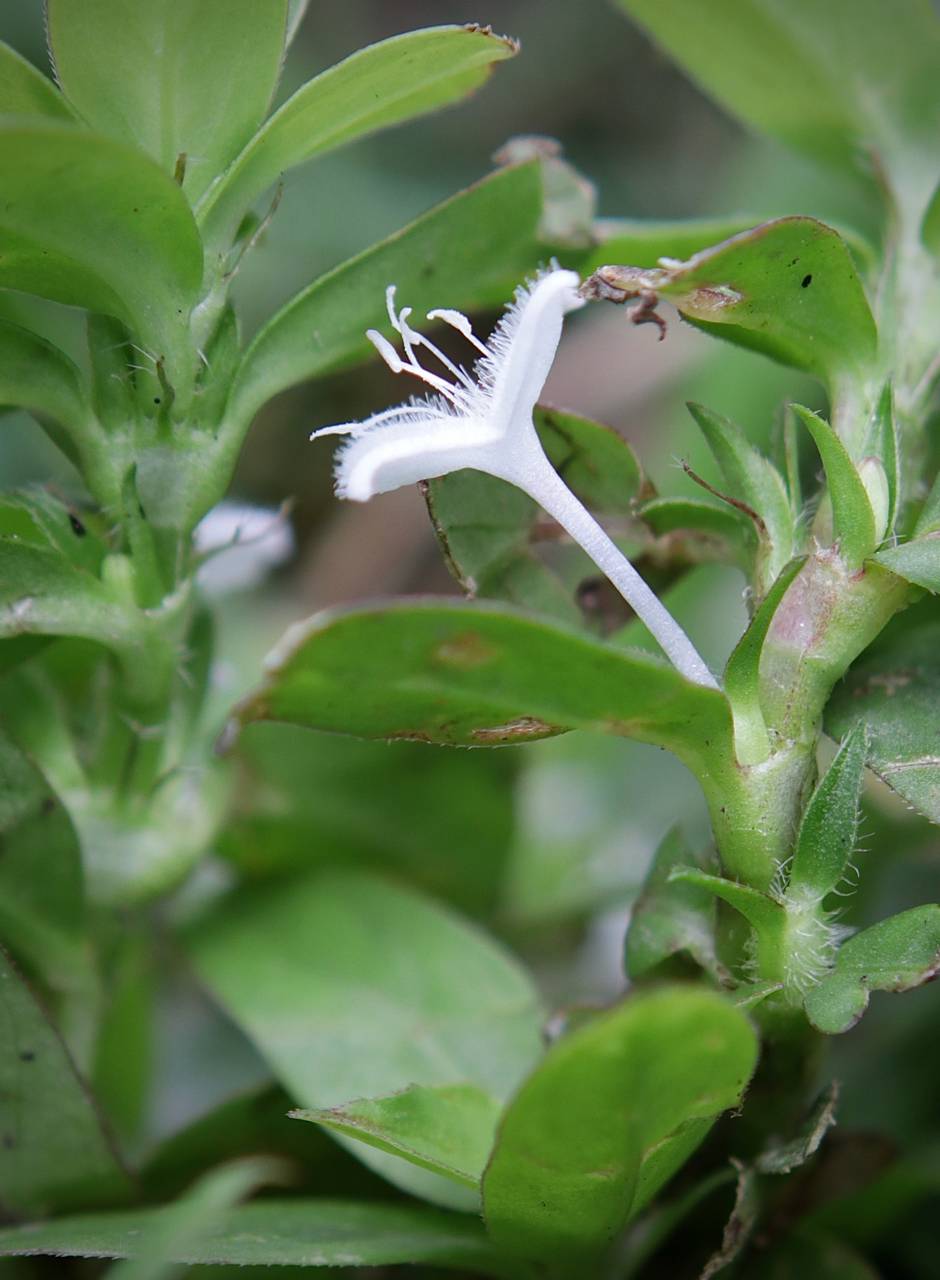 Photo of Virginia Buttonweed