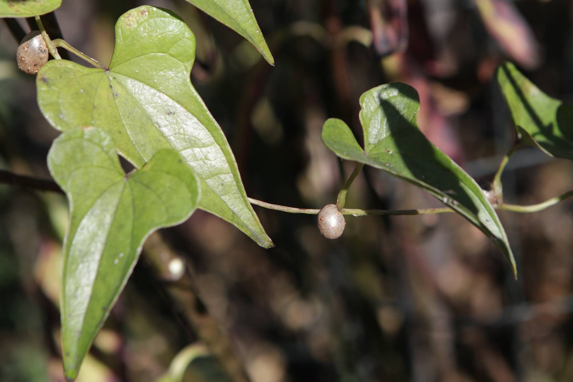 Photo of Chinese Yam