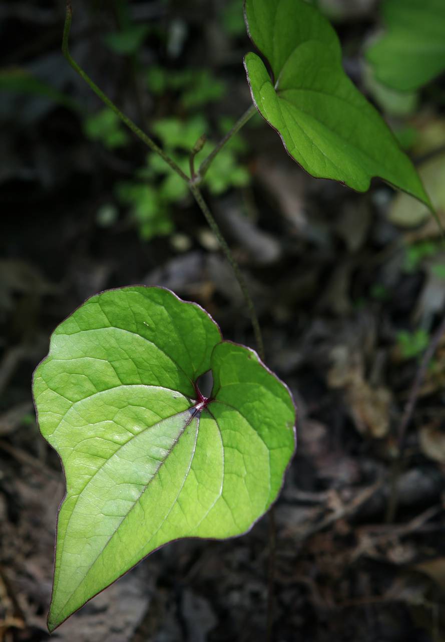 Photo of Chinese Yam