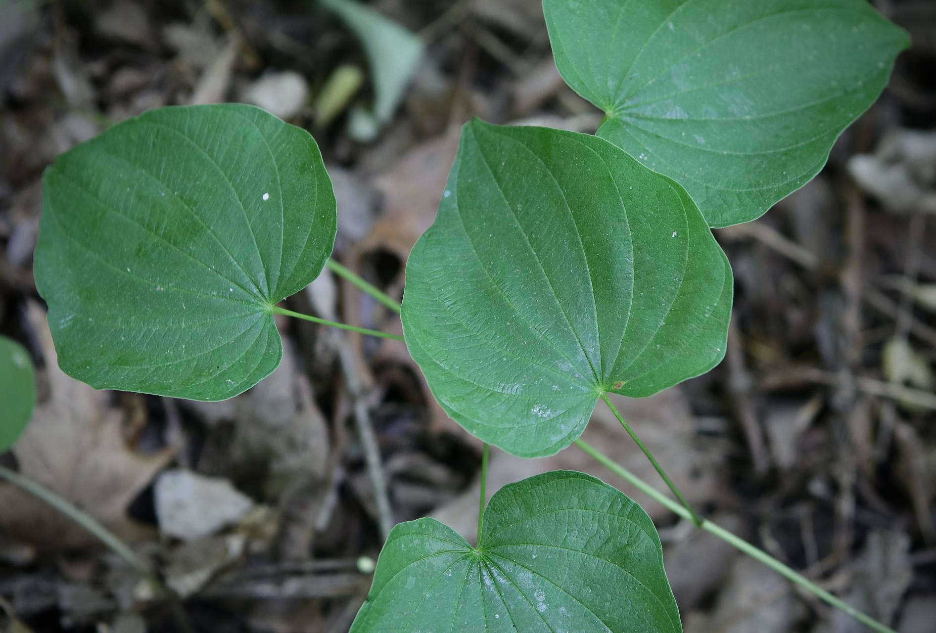 Photo of Wild Yam