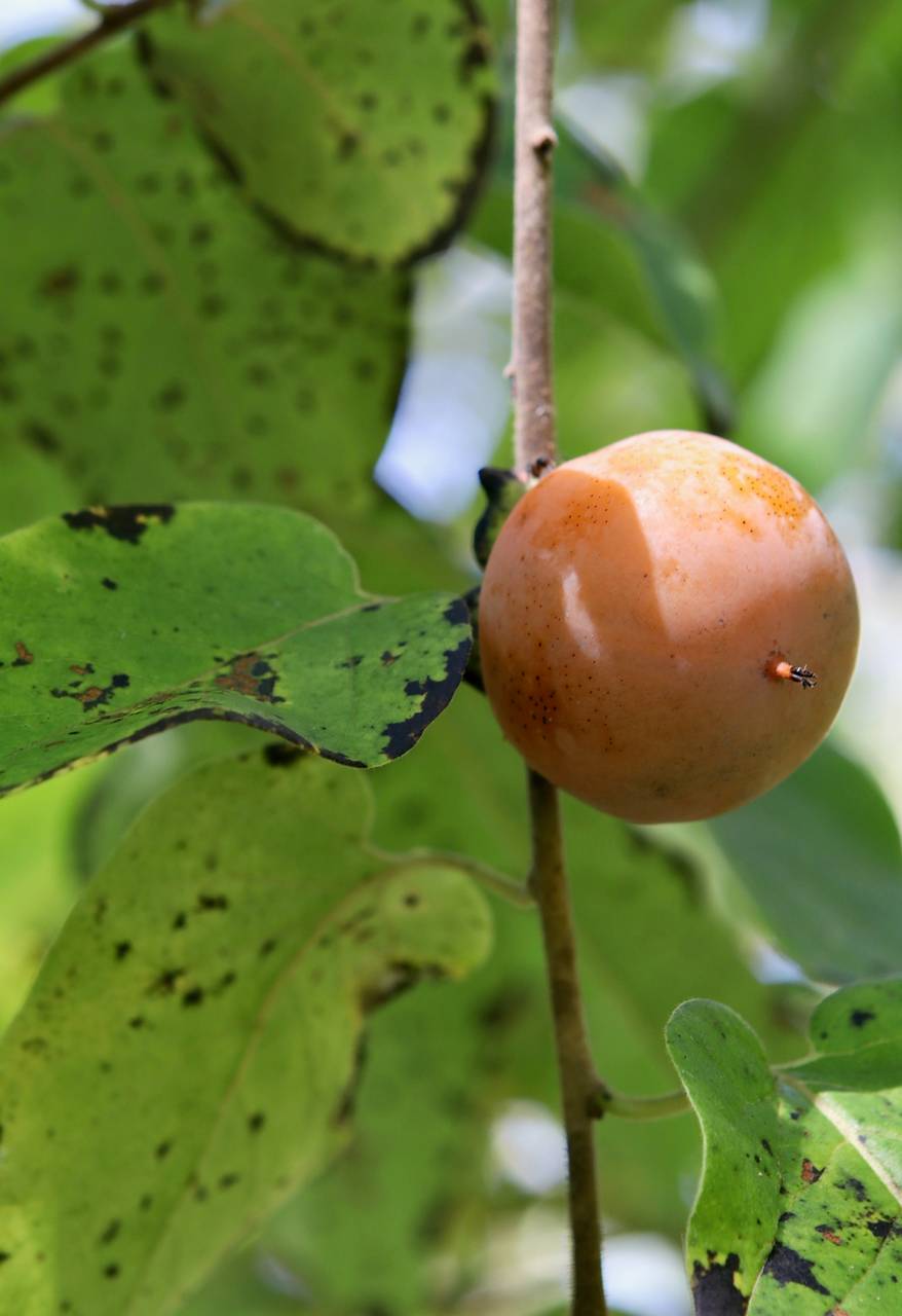 Photo of Persimmon