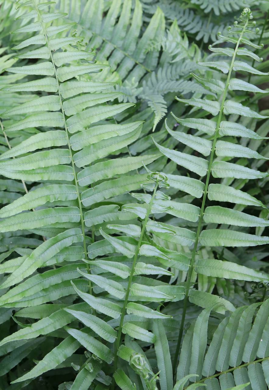Photo of Glade Fern