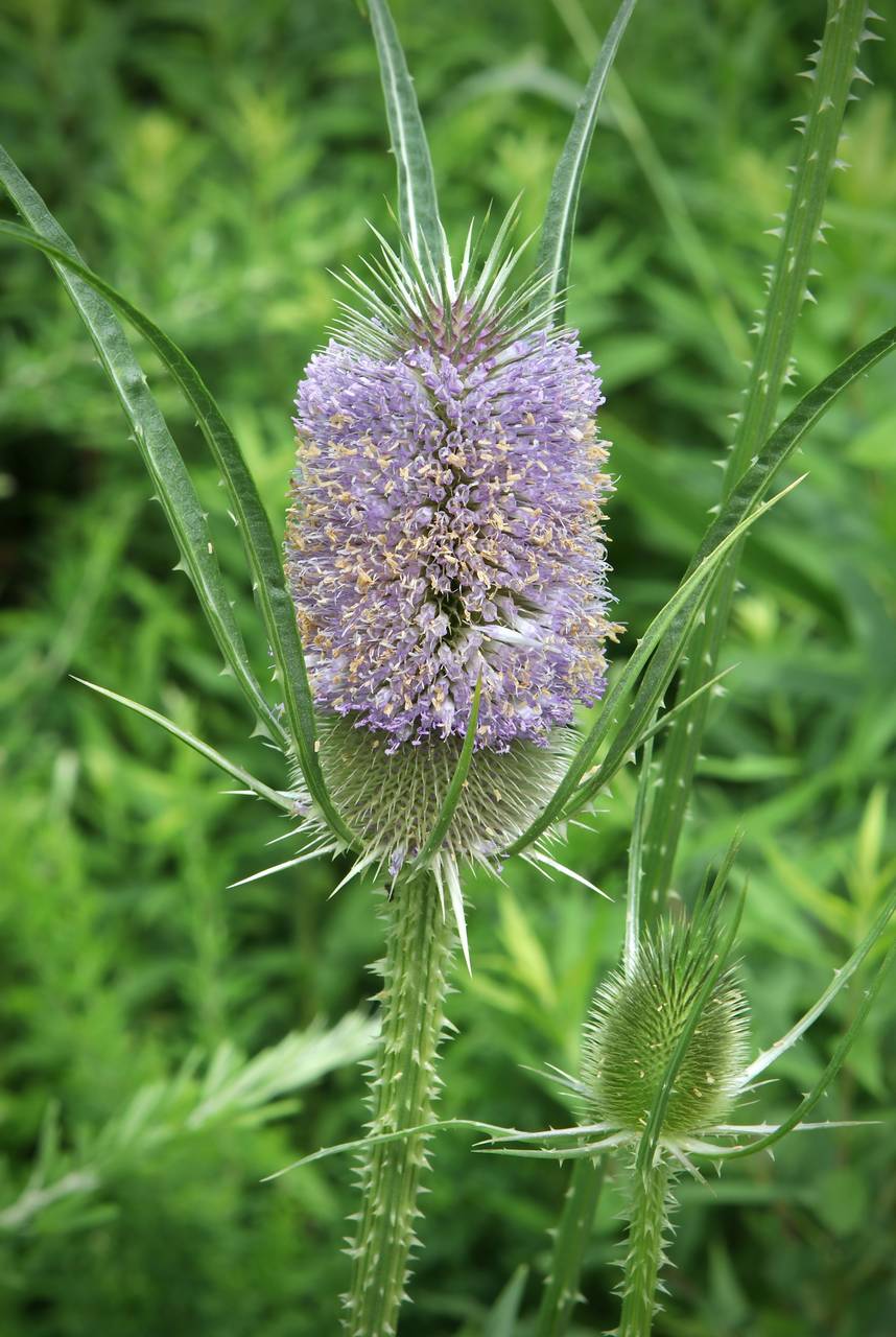 Photo of Common Teasel