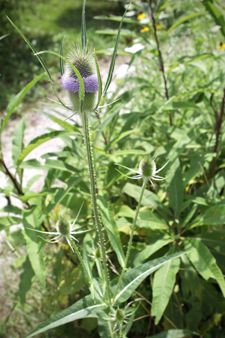 Photo of Common Teasel
